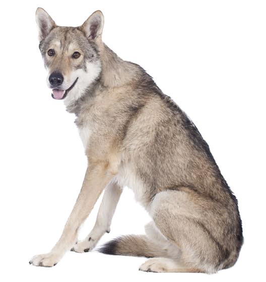 Le Chien-loup de Saarloos, une race de chien pour une famille à l’écoute