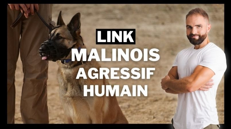 Link, un Malinois croisé agressif envers l’humain