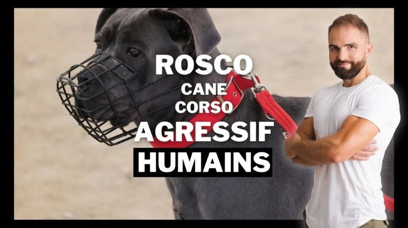 Rosco, Cane Corso agressif envers les humains