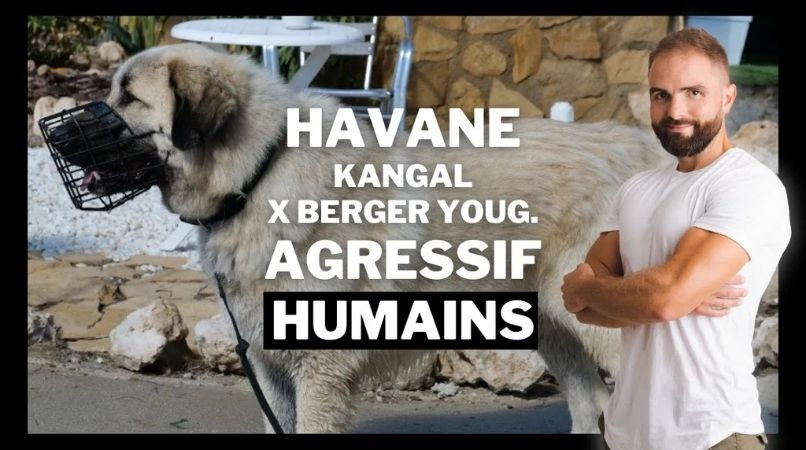 Havane, Kangal croisé Berger Yougoslave : un chien agressif envers les humains