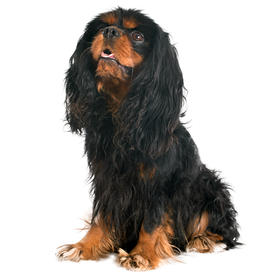 Le Cavalier King Charles, un chien affectueux et facile à vivre !