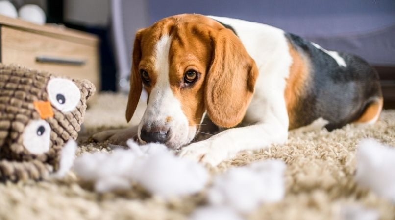 Pourquoi mon chien est anxieux et destructeur ?