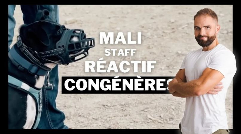 Staff réactive face à un congénère