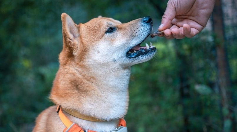 Pourquoi il ne faut pas récompenser le « non » avec son chien ?