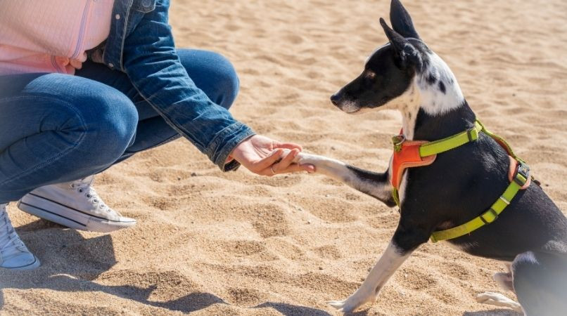 Où trouver des centaines d’exercices pour votre chien ?