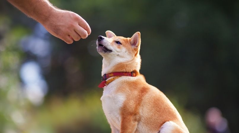 « Pas Toucher » : attention à ne pas vous faire avoir par votre chien !