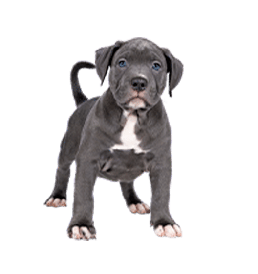 L’American Bully : un chien joueur non reconnu