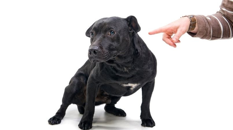 Pourquoi trop utiliser le mot « non » créé de la panique chez son chien ?