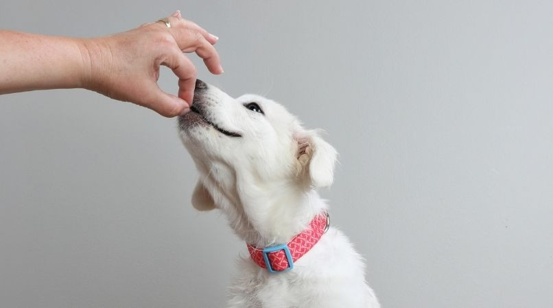 Comment utiliser le leurre avec un chien ?