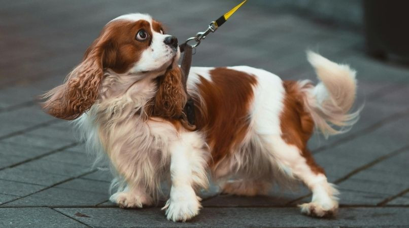 Stop à la marche en laisse avec un harnais !