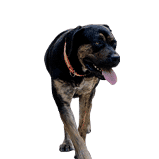 L’Alano Espagnol, un chien extraordinaire aux multiples capacités