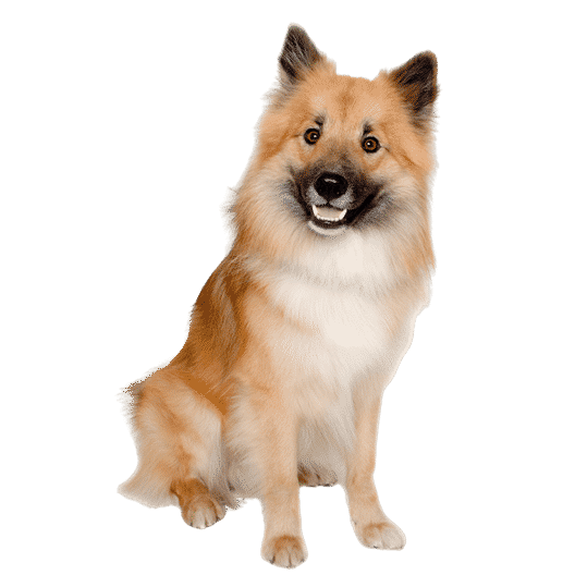 L’Eurasier, un chien indépendant victime de clichés