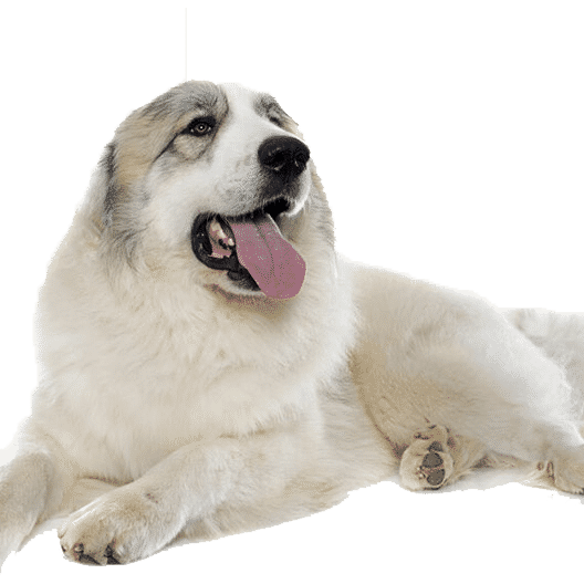 Le Montagne des Pyrénées, un chien autonome qui doit se sentir aimé