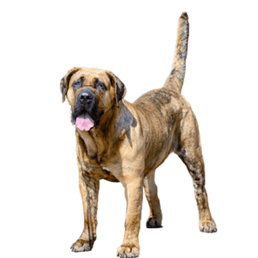 Le Presa Canario, un chien actif qui a besoin d’équilibre