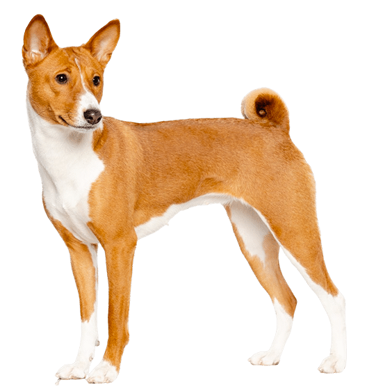 Le Basenji : un petit chien vif et espiègle