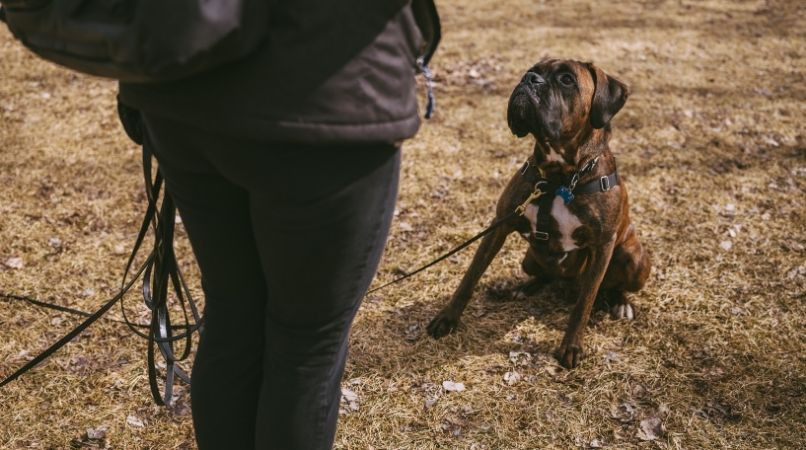 Comment en finir avec les mauvais éducateurs canins ?