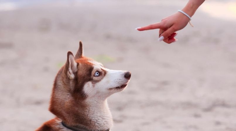 À quoi sert vraiment le « pas bouger » ?