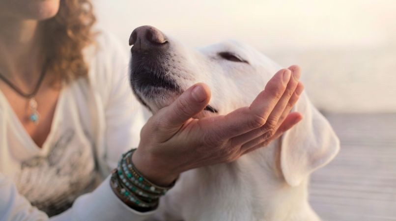 Comment devenir un leader pour son chien ?