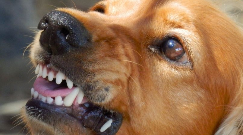 Chien agressif humains : un secret de travail pour lutter contre ce comportement
