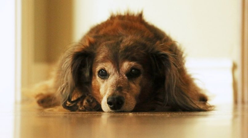 Que faire en cas de crise d’épilepsie chez le chien ?