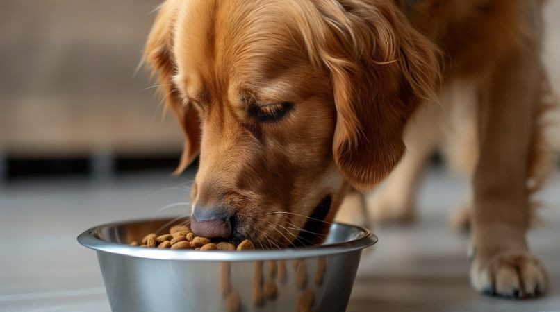 Les différents modes d’alimentation du chien