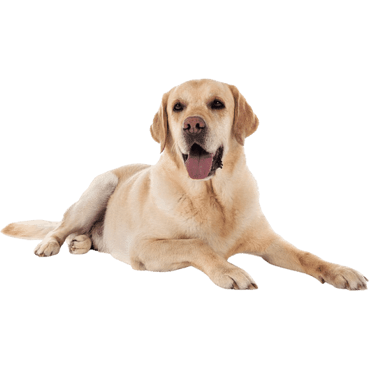 Le Labrador Retriever, un chien polyvalent victime de préjugés !