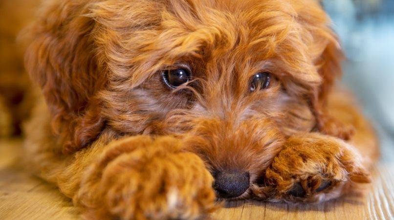 Constipation du chien : que faire ?