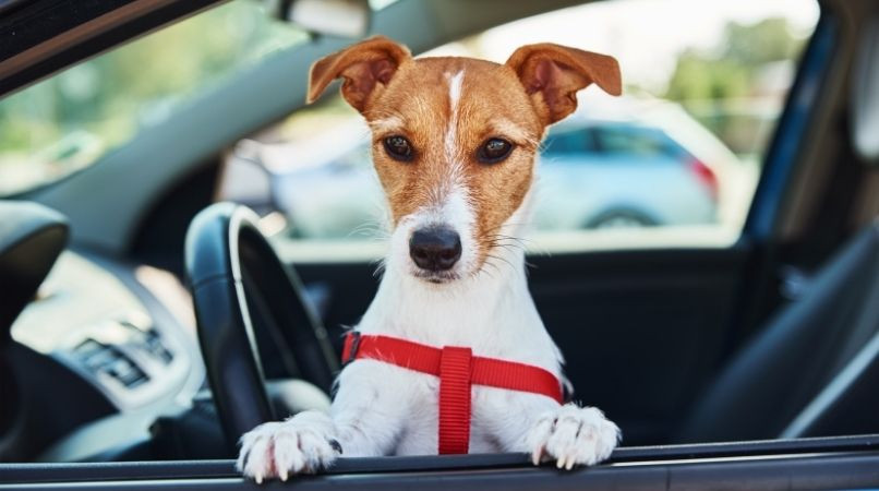 Les règles à suivre pour transporter son chien en voiture