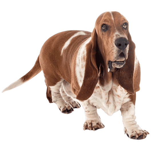 Le Basset Hound, un chien actif et très sociable