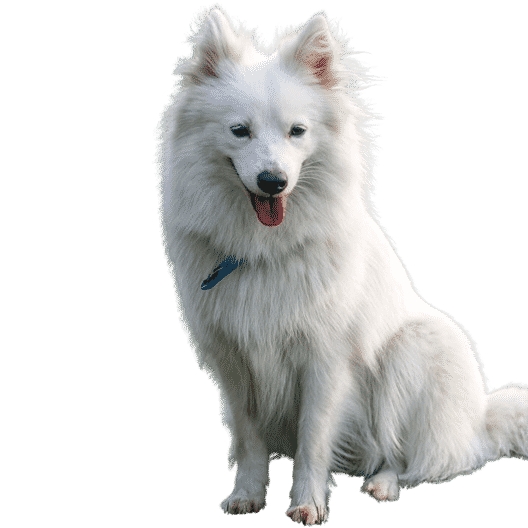 Le Spitz japonais, un chien de famille intelligent et actif