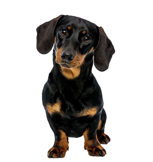 Le Teckel, un petit chien de chasse au caractère affirmé