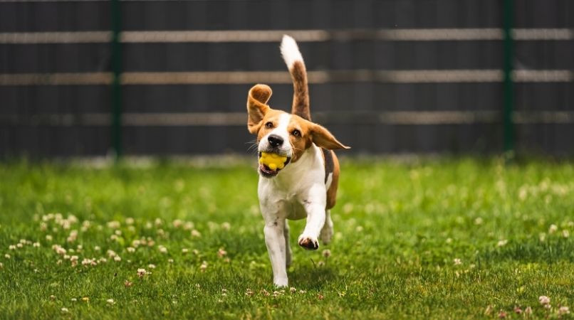 Exercice et conseil pour le « Va chercher ! »