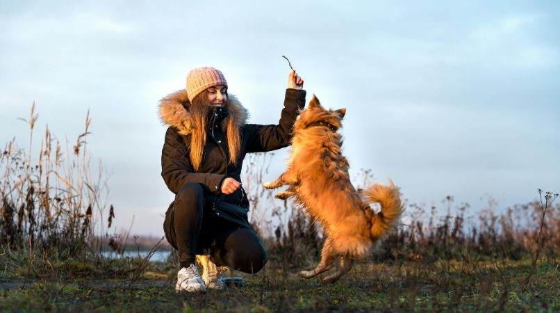 Votre chien saute pour choper son jouet ?