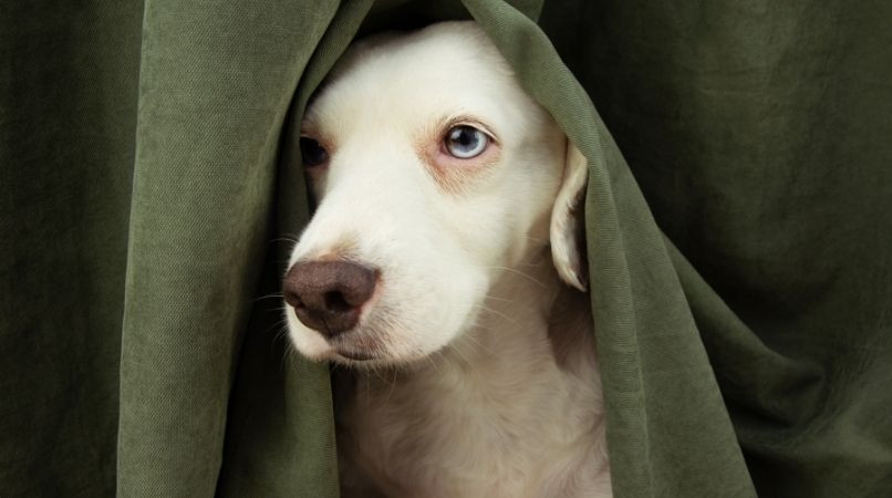Quel comportement avoir pour ne pas angoisser son chien ?