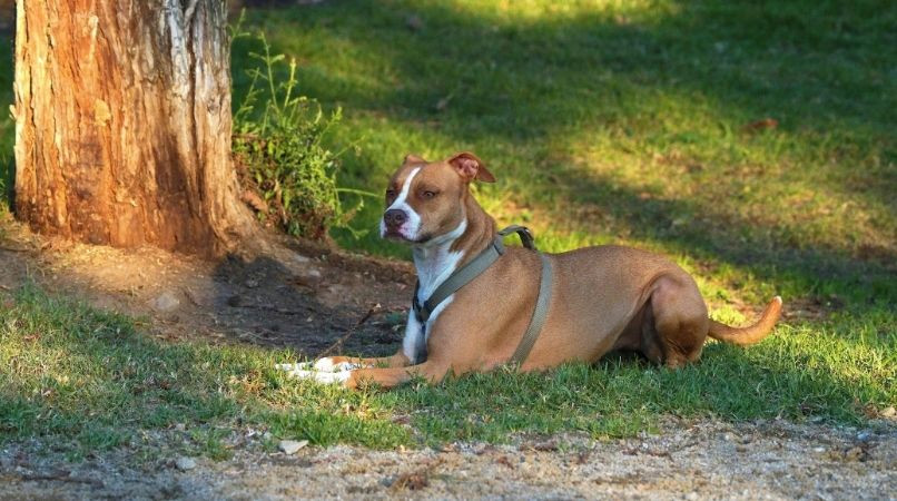 Conseils pour apprendre à son chien le « pas bouger » à distance