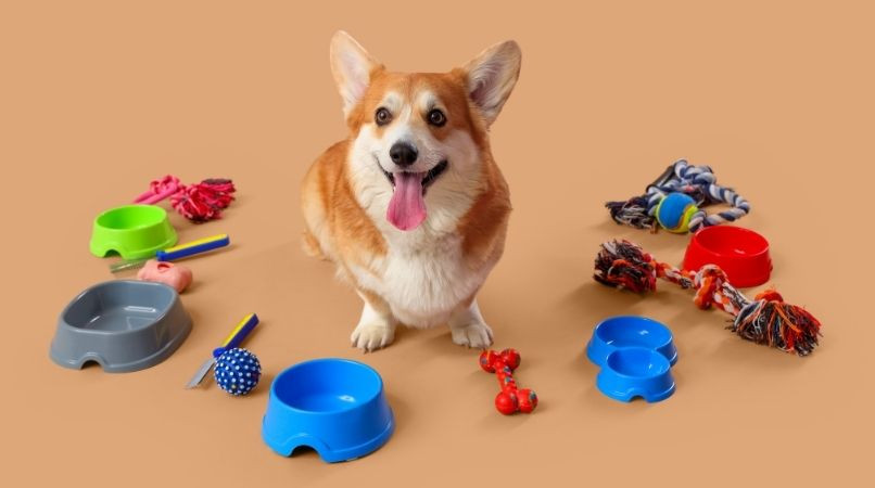 Les accessoires pour chien les plus utiles