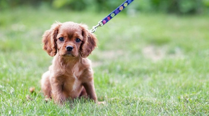 L’école du chiot, qu’est-ce que c’est ?