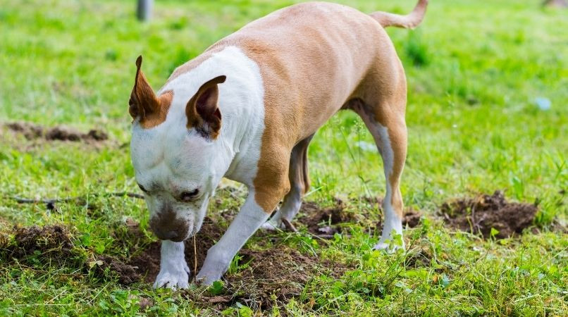 Comportement incroyablement intelligent d’un chien de refuge !
