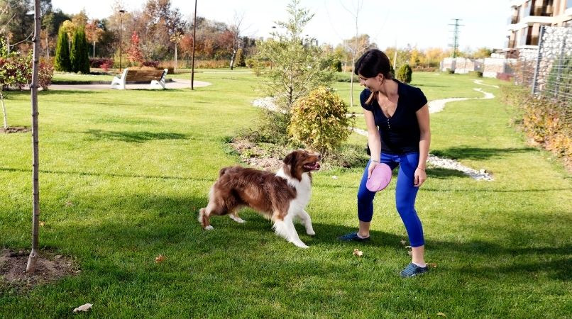 Surprendre votre chien avec des exercices variés