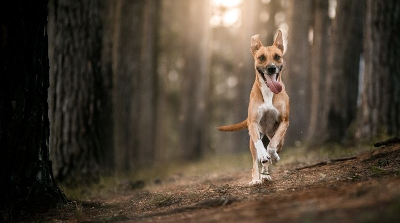 Pas de rappel ? Attention aux excuses !