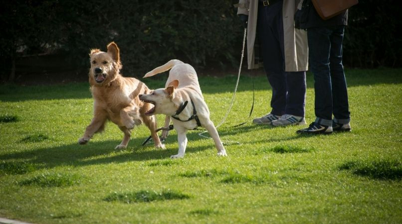 Pourquoi les chiens jouent-ils dans nos jambes ?