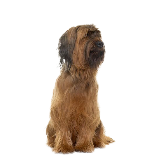 Le Briard, un chien de berger intelligent aux multiples aptitudes