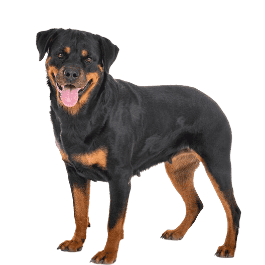 Le Rottweiler, un chien puissant au tempérament énergique !