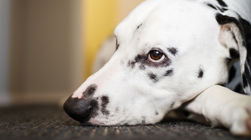 Décryptez votre chien pour éviter le coup de trop !