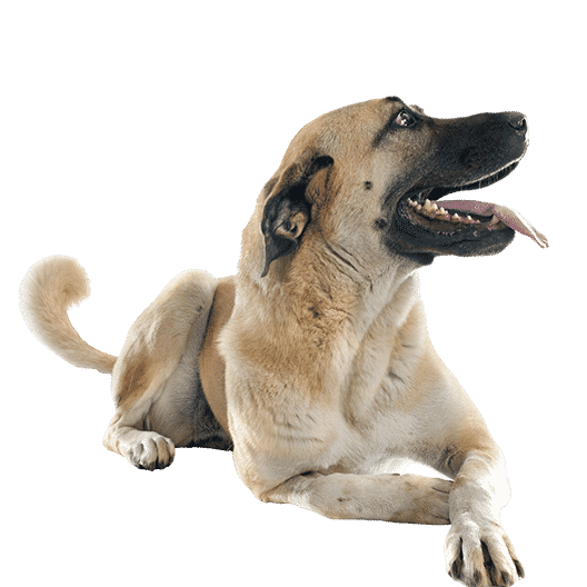 Le Kangal, un chien de berger pour un maître leader