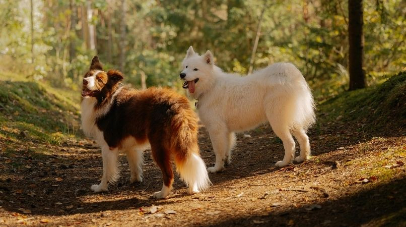 3 conseils pour des balades canines en groupe