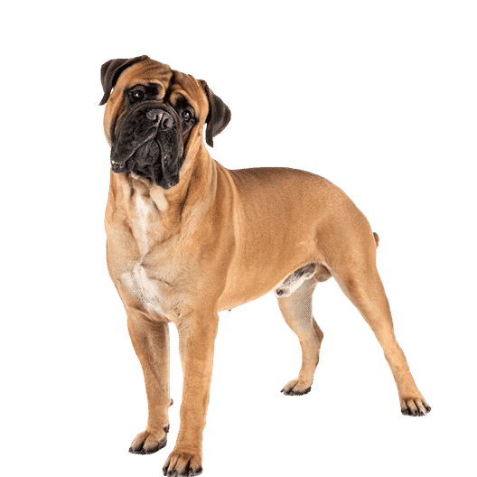 Le Mastiff, un chien très sensible