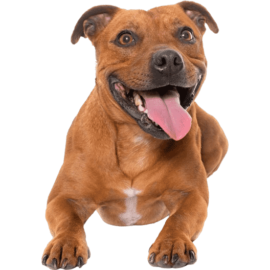 Le Staffie, une boule d’amour victime d’idées reçues