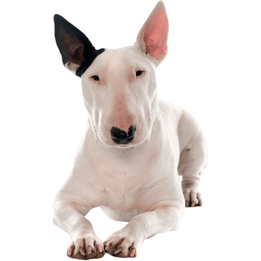 Le Bull Terrier, un chien de compagnie idéal !