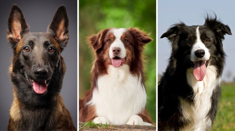 Malinois, Bergers Australiens, Borders : chiens fous ?